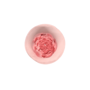 Een roze roos op een verhoogd plateau